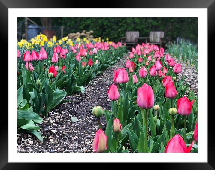 Beautiful garden of Tulips Framed Mounted Print by Simon Marlow