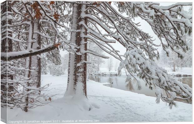 pine tree with snow  Canvas Print by jonathan nguyen