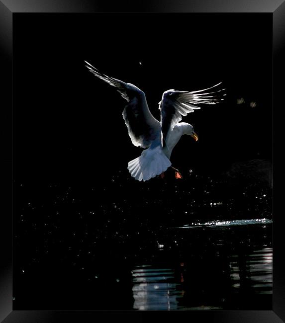 Seagull Landing Framed Print by val butcher