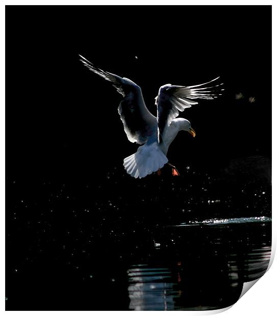 Seagull Landing Print by val butcher