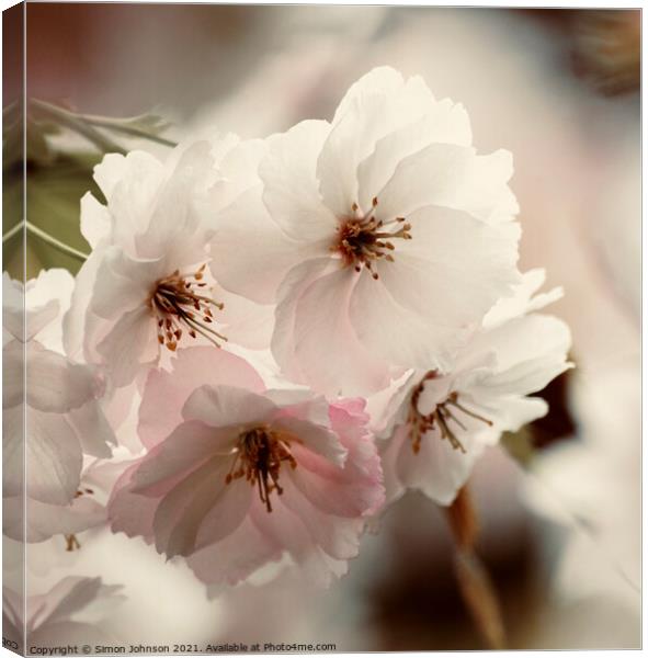 Blossom close up Canvas Print by Simon Johnson