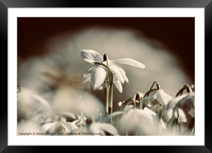 Dramatic Snowdrop Framed Mounted Print by Simon Johnson
