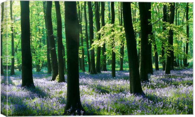 Sunlit bluebell Woodland Canvas Print by Simon Johnson