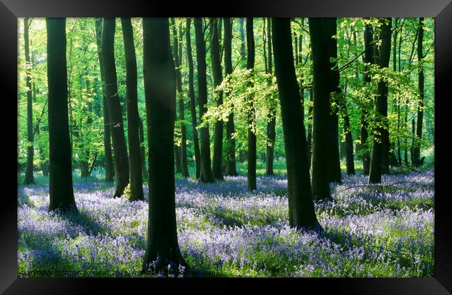 Sunlit bluebell Woodland Framed Print by Simon Johnson