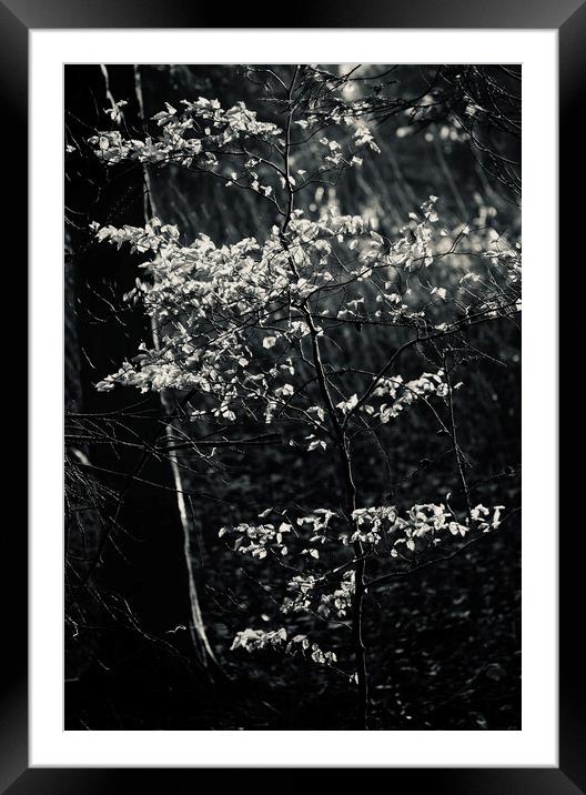 sunlit leaves and rain Framed Mounted Print by Simon Johnson