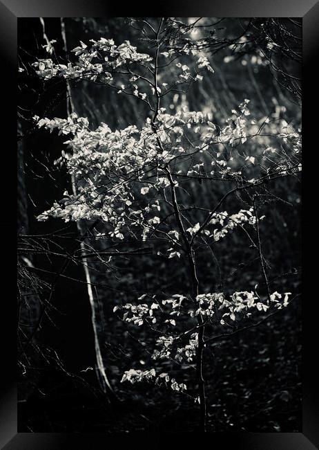 sunlit leaves and rain Framed Print by Simon Johnson