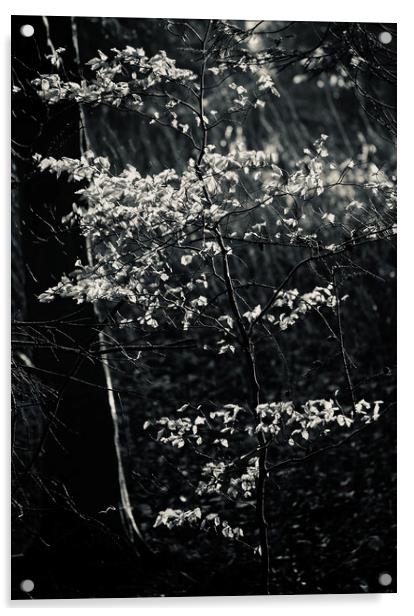 sunlit leaves and rain Acrylic by Simon Johnson