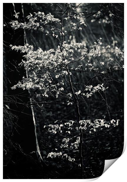 sunlit leaves and rain Print by Simon Johnson