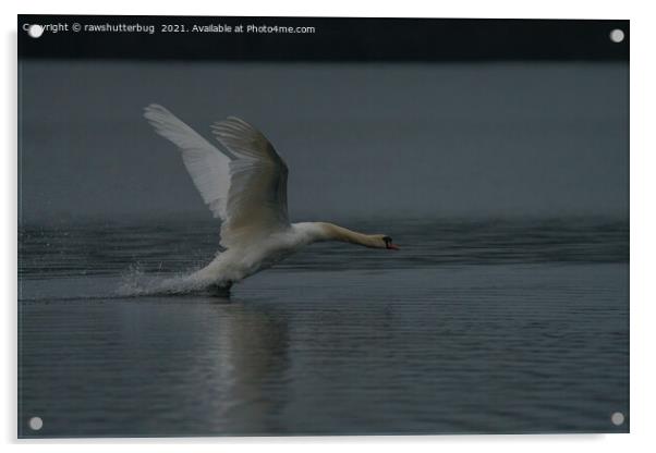Swan Take-Off Acrylic by rawshutterbug 