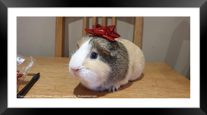 Christmas Guinea Pig Framed Mounted Print by David Forrest