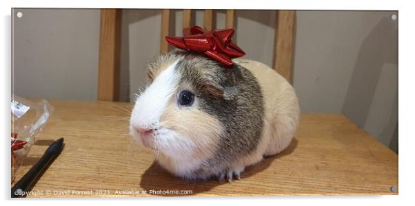 Christmas Guinea Pig Acrylic by David Forrest