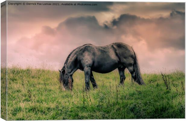 Horse in birtle near bury Canvas Print by Derrick Fox Lomax