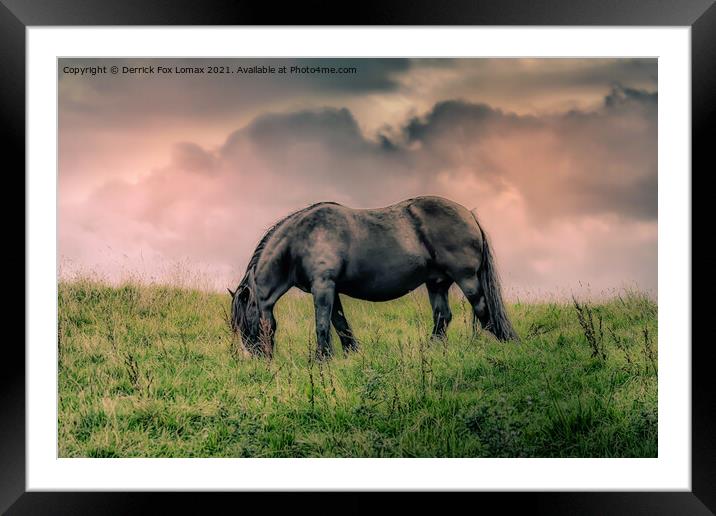 Horse in birtle near bury Framed Mounted Print by Derrick Fox Lomax