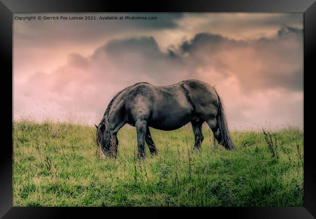 Horse in birtle near bury Framed Print by Derrick Fox Lomax