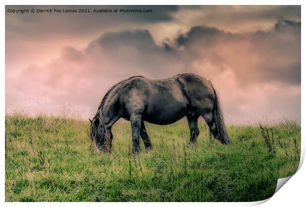 Horse in birtle near bury Print by Derrick Fox Lomax