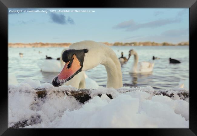 Close-Up Swan On A Snowy Day Framed Print by rawshutterbug 