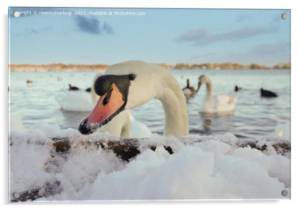 Close-Up Swan On A Snowy Day Acrylic by rawshutterbug 