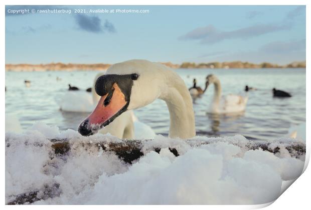Close-Up Swan On A Snowy Day Print by rawshutterbug 