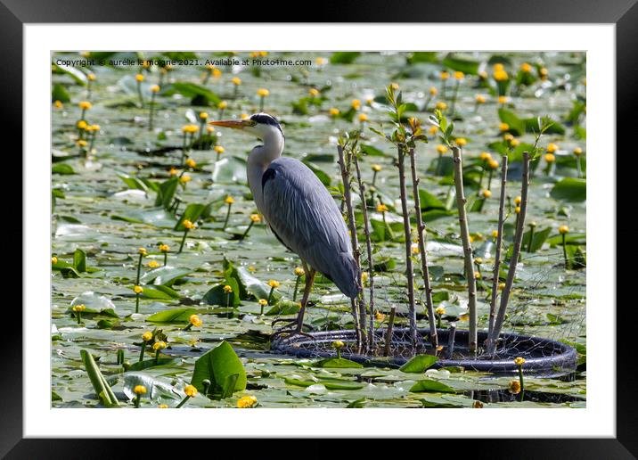 Grey heron landed on a pond Framed Mounted Print by aurélie le moigne