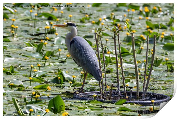 Grey heron landed on a pond Print by aurélie le moigne