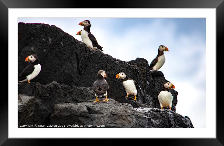 Puffins Framed Mounted Print by Kevin Clayton