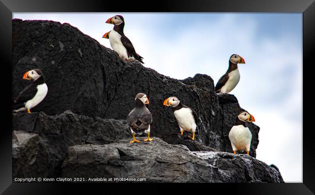 Puffins Framed Print by Kevin Clayton