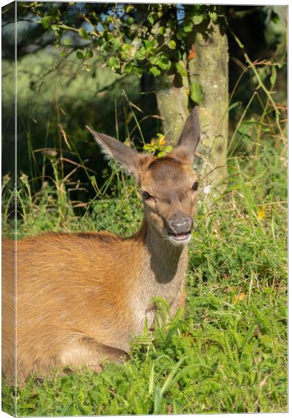 Red Deer Calf Resting In The Grass Canvas Print by rawshutterbug 