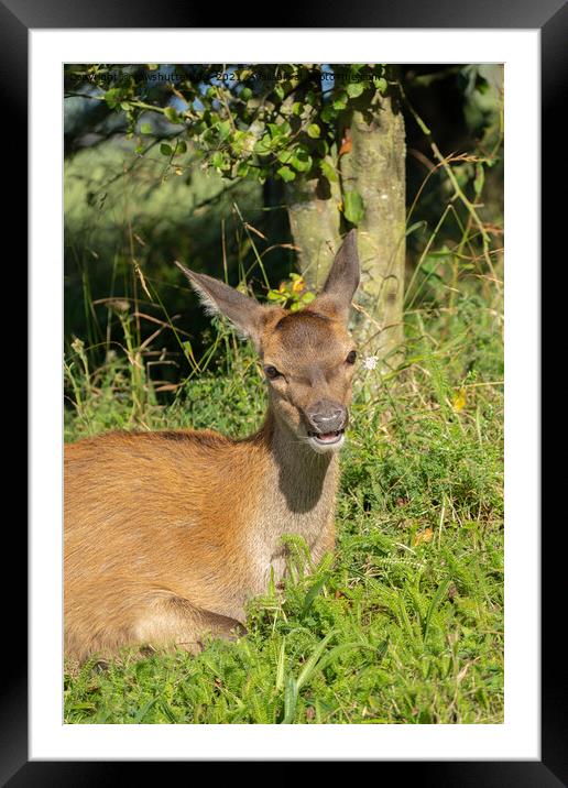 Red Deer Calf Resting In The Grass Framed Mounted Print by rawshutterbug 