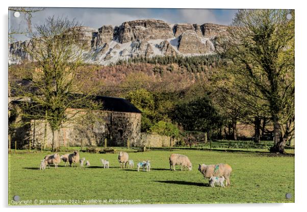 Lambing season Acrylic by jim Hamilton