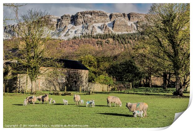 Lambing season Print by jim Hamilton