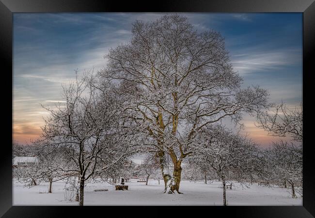 Winter at Vaughan Millenium Orchard in Hartley Wit Framed Print by Dave Williams