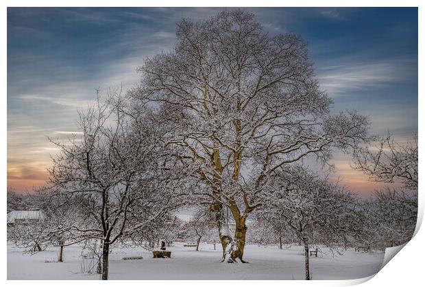 Winter at Vaughan Millenium Orchard in Hartley Wit Print by Dave Williams
