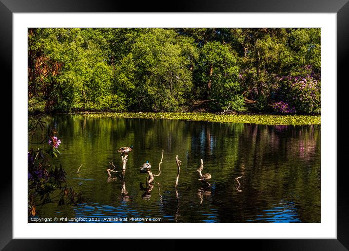 Perching ducks at Royden Park Wirral   Framed Mounted Print by Phil Longfoot