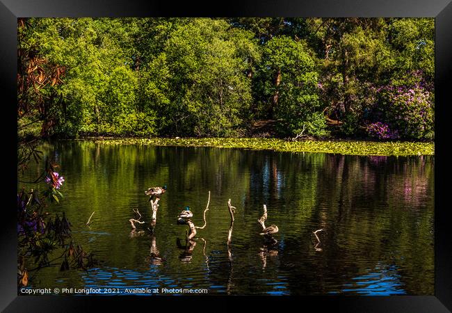Perching ducks at Royden Park Wirral   Framed Print by Phil Longfoot
