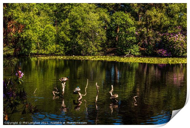 Perching ducks at Royden Park Wirral   Print by Phil Longfoot