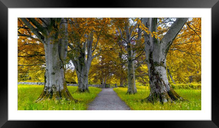 A Tree Alleyway in The Autumn Framed Mounted Print by Eirik Sørstrømmen