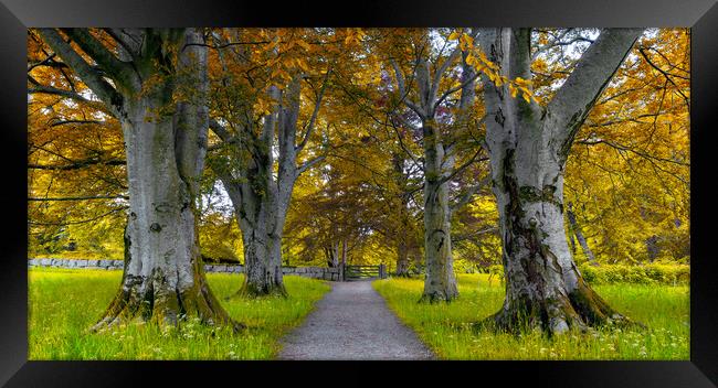 A Tree Alleyway in The Autumn Framed Print by Eirik Sørstrømmen