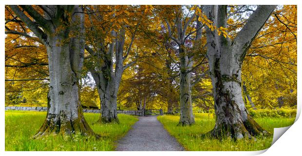A Tree Alleyway in The Autumn Print by Eirik Sørstrømmen
