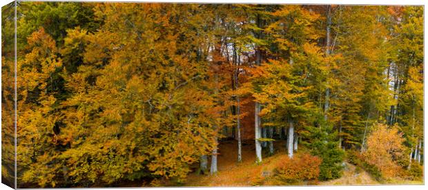 Autumn Colors in The Forest Canvas Print by Eirik Sørstrømmen