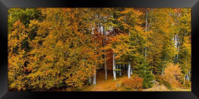 Autumn Colors in The Forest Framed Print by Eirik Sørstrømmen