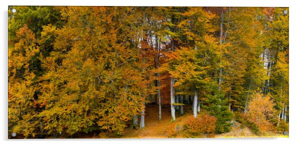 Autumn Colors in The Forest Acrylic by Eirik Sørstrømmen