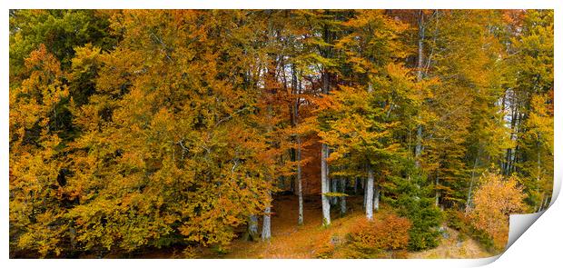 Autumn Colors in The Forest Print by Eirik Sørstrømmen