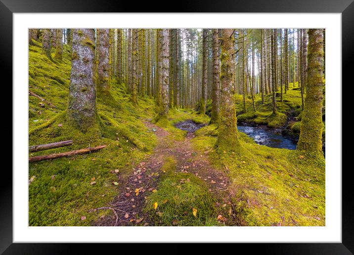 A Trail In The Forest Framed Mounted Print by Eirik Sørstrømmen