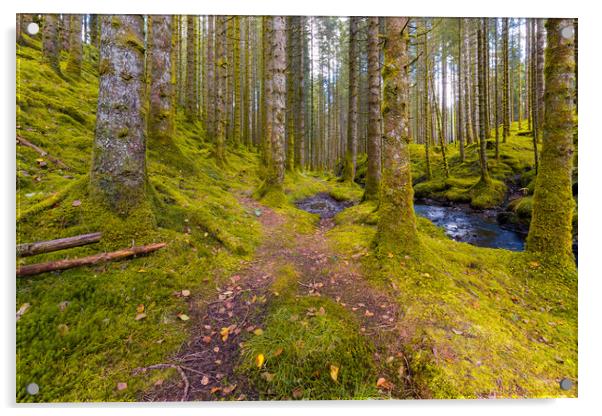 A Trail In The Forest Acrylic by Eirik Sørstrømmen