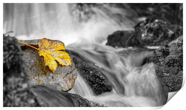 A Autumn Colored Leaf Print by Eirik Sørstrømmen