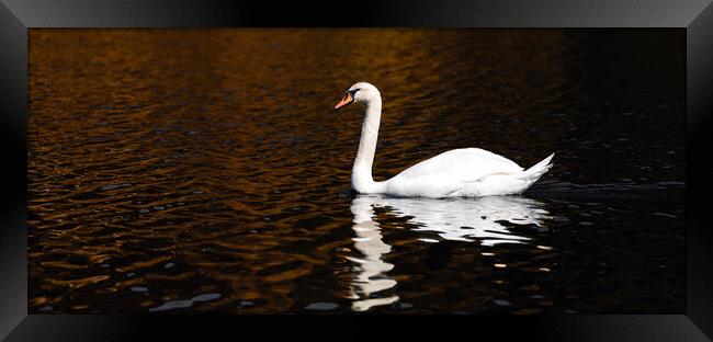 A Swan in The Lake Framed Print by Eirik Sørstrømmen