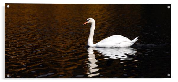 A Swan in The Lake Acrylic by Eirik Sørstrømmen