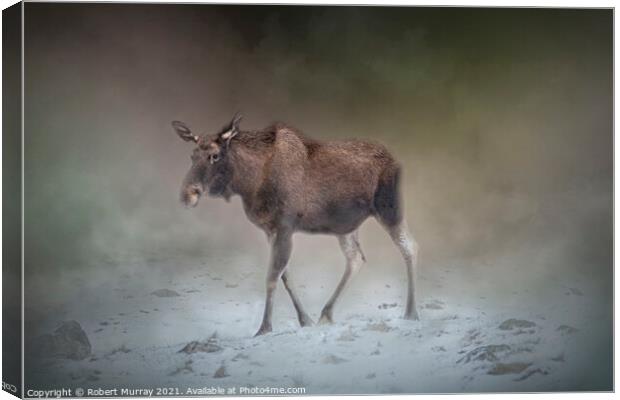Moose on a Misty Winter Morning Canvas Print by Robert Murray