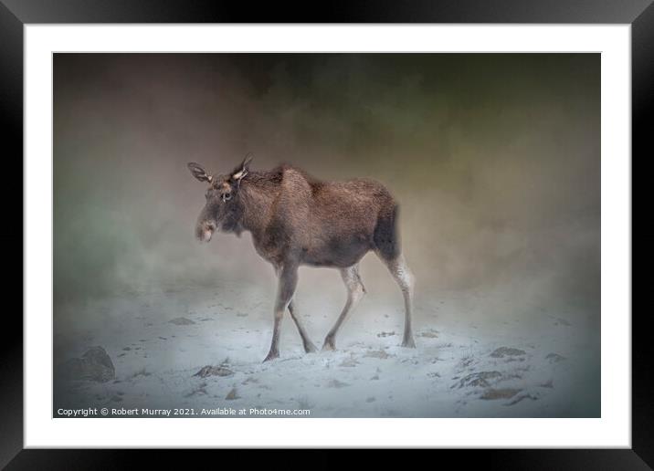 Moose on a Misty Winter Morning Framed Mounted Print by Robert Murray