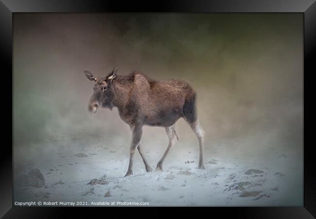Moose on a Misty Winter Morning Framed Print by Robert Murray